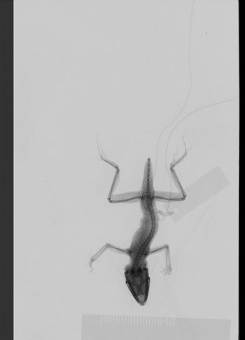 Media type: image;   Herpetology R-189327